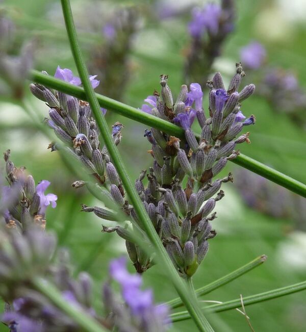 Lavendel Gartenbuch