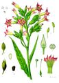 Nicotiana tabacum - Köhler–s Medizinal-Pflanzen-098.jpg