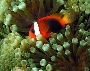 Tomato anemonefish.jpg