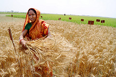 Mujer recogiendo cosecha.jpg