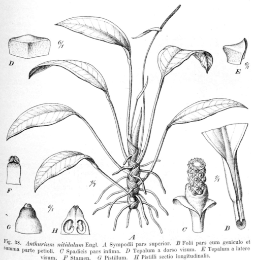 Anthurium nitidulum DPR.png