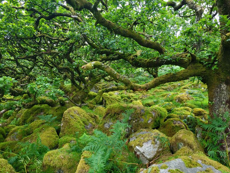 File:Oaktwist.jpg