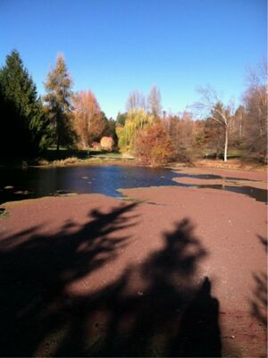 Azolla Mat on Pond.