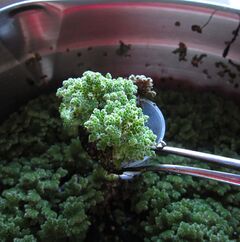 Azolla specimen.