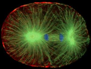 Cell-division-20550.jpg