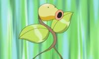 Crystal's Bellsprout