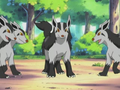 Roger's Mightyena.png