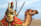Elite camel warrior tap.png