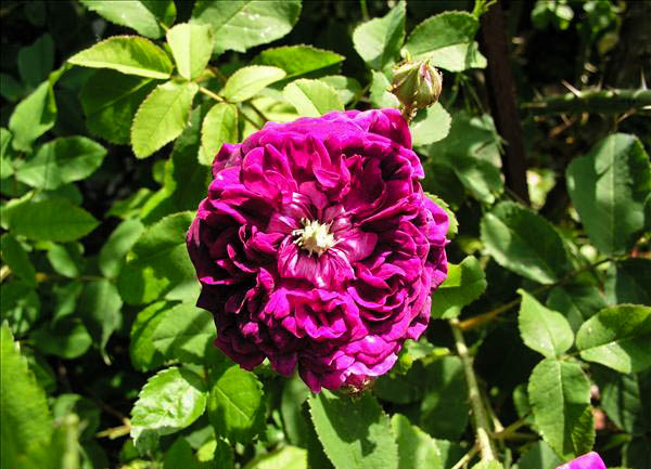 Charles d'ANJOU - hybride rosa gallica-1-g.jpg
