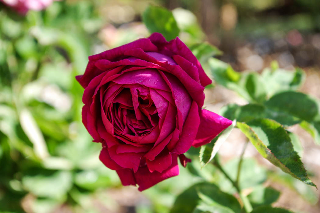 Comte Frédéric de Thun-Hohenstein – Rose-Biblio