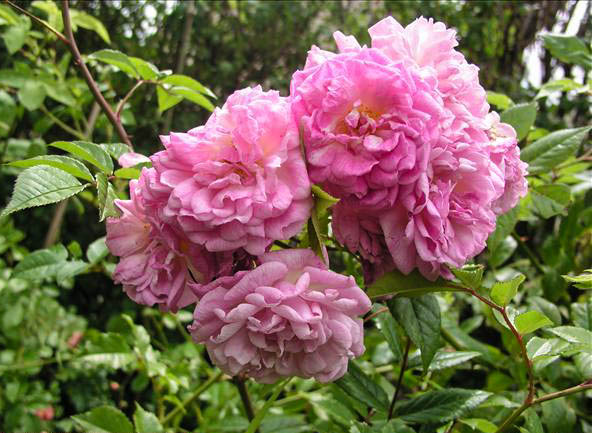 Olivier Couasnon - hybride rosa x lambertiana-1-g.jpg