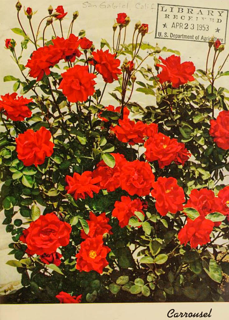 DateiCarrousel, Elmer Roses 19532w.jpg RoseBiblio