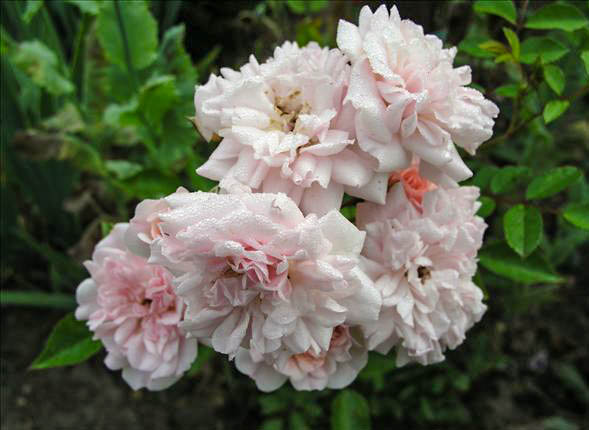 Madame Deniau d'Estival - hybride rosa x lambertiana-1-g.jpg