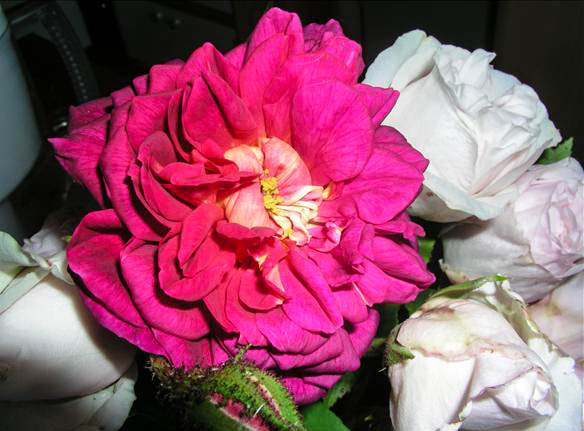 POUPOUNE - hybride rosa x centifolia muscosa-1-g.jpg