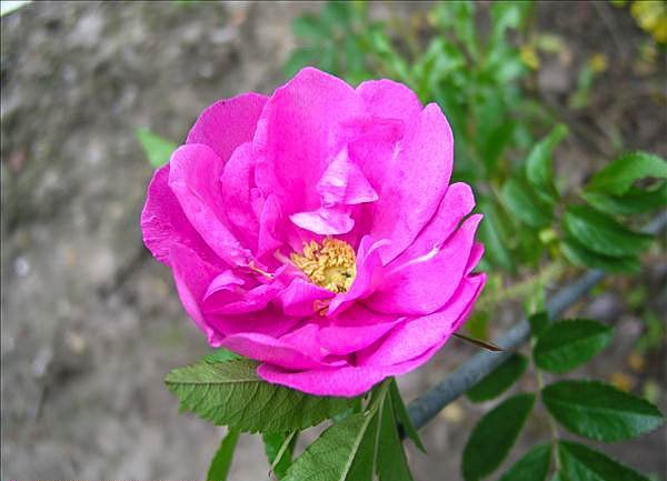 Arthur Farwell - hybride rosa nitida-1-g.jpg