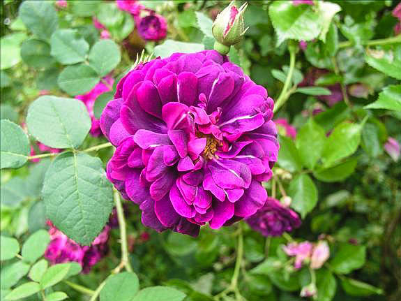Guillaume de Machaut - hybride rosa gallica-1-g.jpg