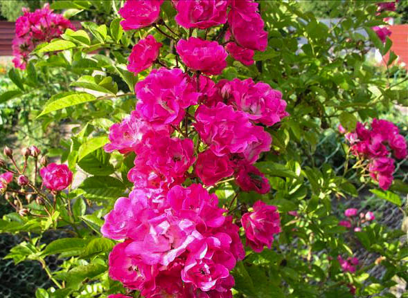 Issac Moire - hybride rosa multiflora-1-g.jpg