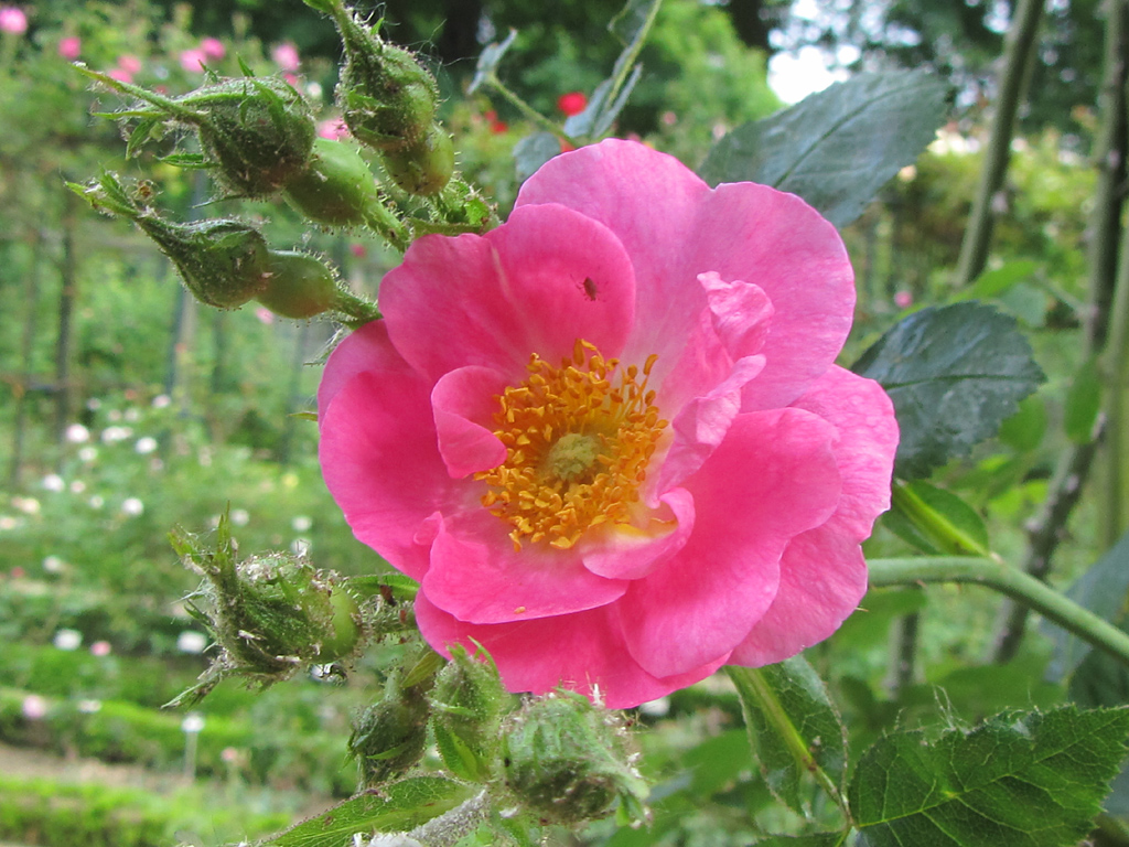 Amy Robsart RoseBiblio