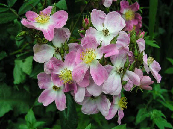 Madame Lebrun de Sainte Osmane - hybride rosa x moschata-1-g.jpg