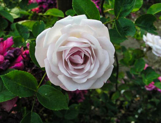 Edeline Delalande - hybride rosa wichurana-1-g.jpg