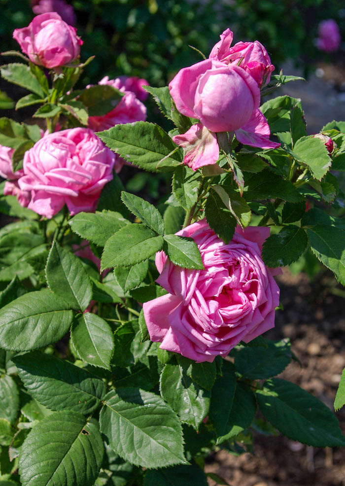 DateiMlle. Thérèse Levet, Levet 1864, RH2SGH1w.jpg RoseBiblio