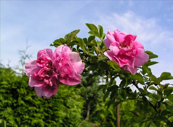 PACIFIQUE - hybride rosa californica-1-g.jpg