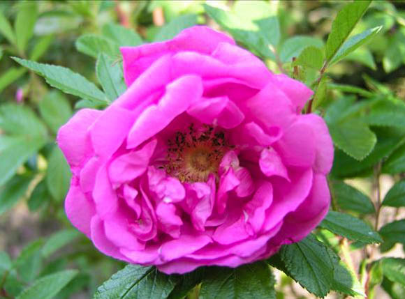 Stephen Foster - hybride rosa nitida-1-g.jpg