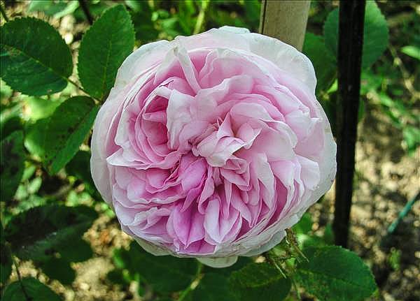 Anne-Marie Lefloch - hybride rosa x centifolia muscosa-1-g.jpg