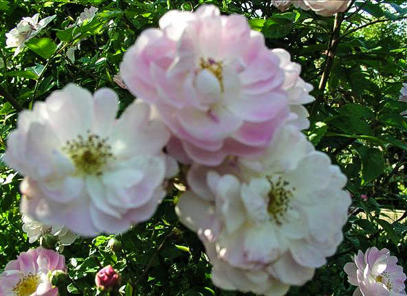 Reine Bérengère - hybride rosa arvensis-1-g.jpg