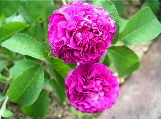 Laudine - hybride rosa gallica-1-g.jpg