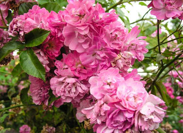 Rebecca Vibert - hybride rosa longicuspis-1-g.jpg