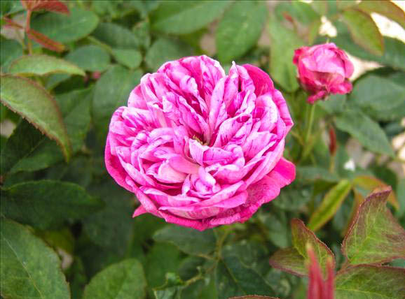 Que Serais-Je Sans Toi - hybride rosa x centifolia muscosa-1-g.jpg