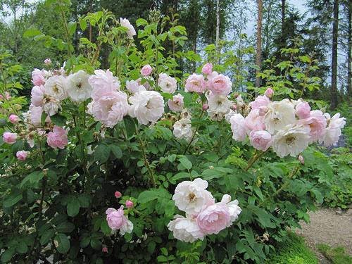 Sävel, Sirpa Kananen, Kiuruvesi, Finish Rose Society 3.jpg