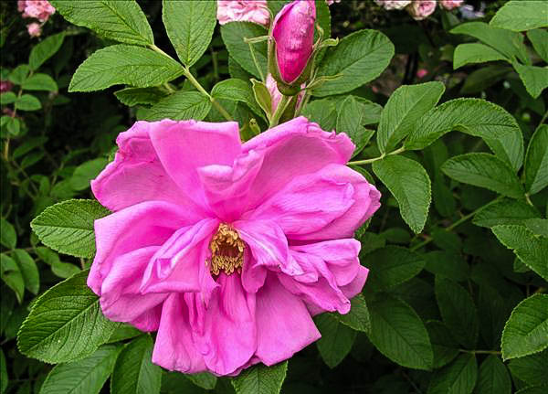 Caranthine Vinault - hybride rosa x rugo-gallica-1-g.jpg
