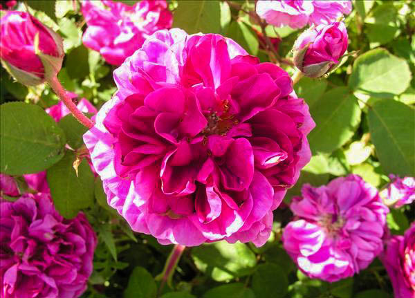 Danièle CHARTIER - hybride rosa gallica-1-g.jpg