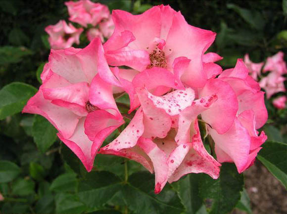 Dany - hybride rosa wichurana-1-g.jpg