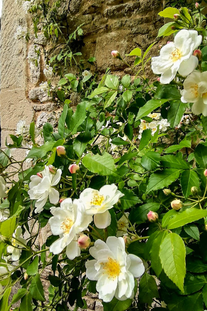 DateiTrier, Marie Josèphe Baque 42w.jpg RoseBiblio