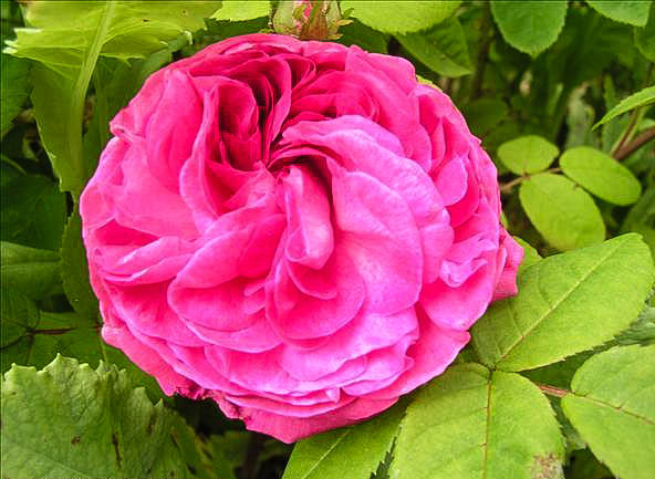 Gisèle CHEVREUL - hybride rosa gallica-1-g.jpg
