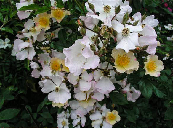 Fleur de Normandie - hybride rosa multiflora adenochaeta-1-g.jpg