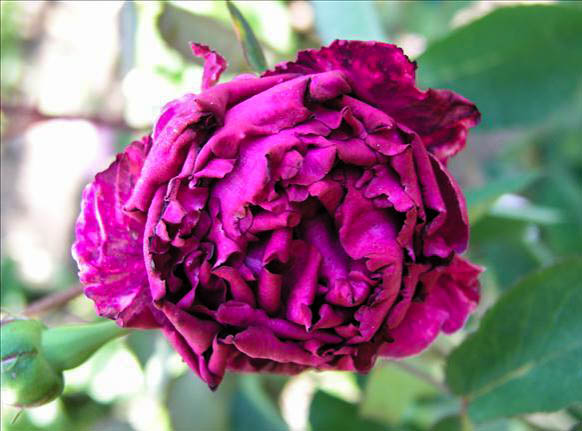 Mina Guillaume - hybride rosa x ben-gallique-1-g.jpg