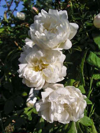 Johana Belota - hybride rosa pimpinellifolia-1-g.jpg