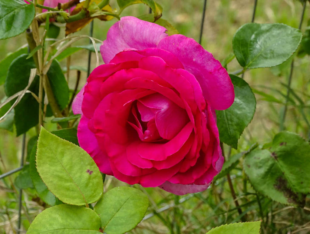 DateiManou Meilland, Beth's Northern CA Rose Garden 12w.jpg RoseBiblio