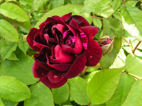 Jean-Pierre VIBERT de Trangé - hybride rosa x centifolia muscosa-1-g.jpg