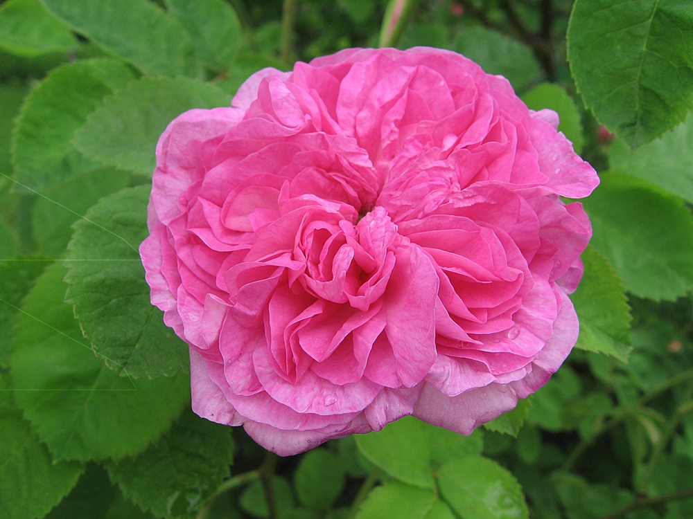 oeillet-flamand-damascena-rose-biblio