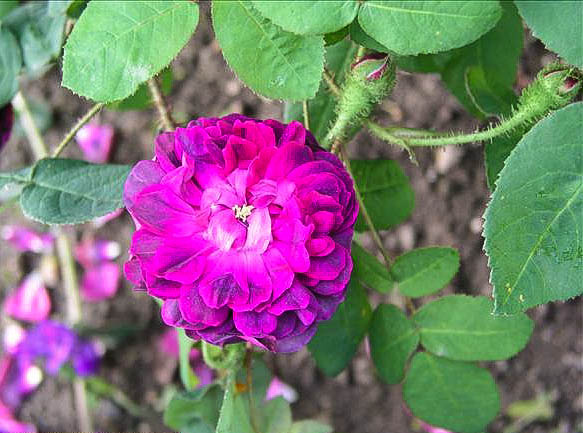 Gisèle-Jacqueline GOGLY - hybride rosa x centifolia muscosa-1-g.jpg