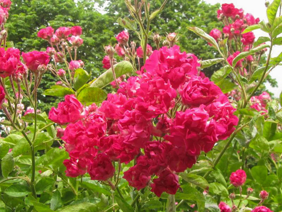 DateiCrimson Rambler, Stéphane Barth, L'Hay 3w.jpg RoseBiblio