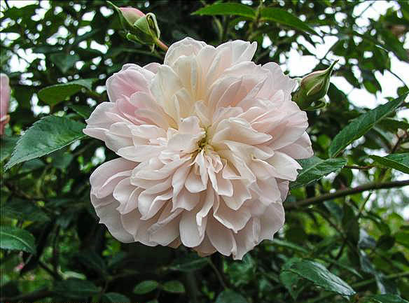 Nathalie Olga de Montalembert - hybride rosa wichurana-1-g.jpg
