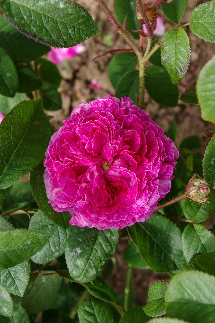 Ambroise Paré RoseBiblio