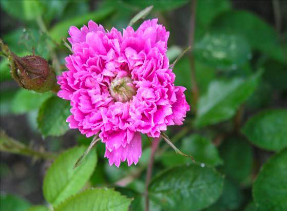 Farinelli - hybride rosa x rugo-gallica-1-g.jpg