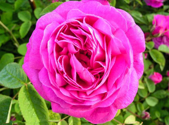 Madame Jean-Paul COUASNON - hybride rosa x centifolia muscosa-1-g.jpg